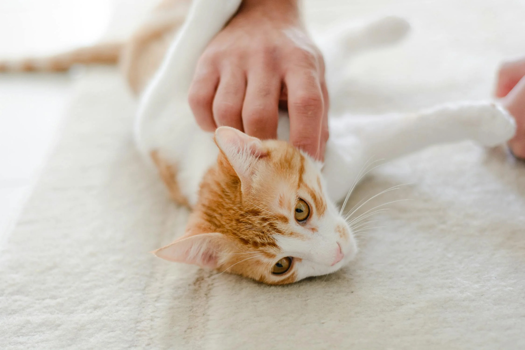 Frequent Health Issues in Cats