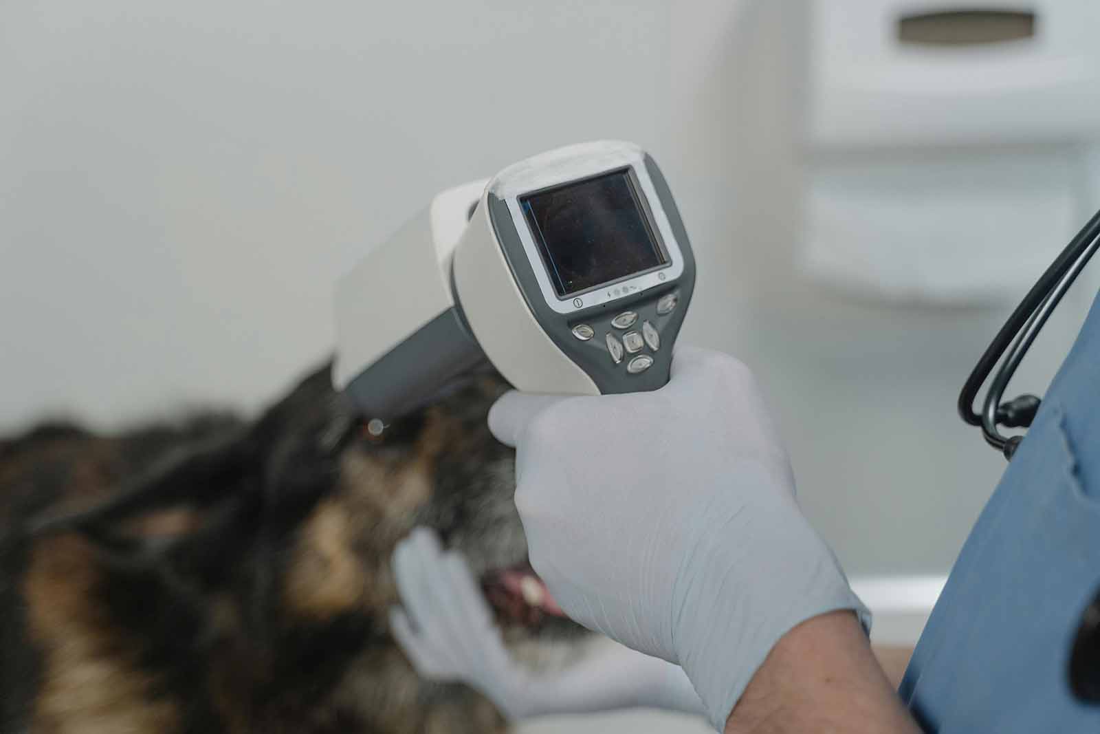 Why Flea and Tick Prevention Matters
