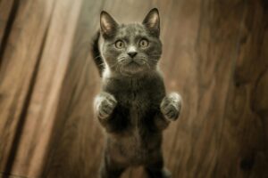 How to Cat-Proof Your House: Keep Your Feline Safe and Happy