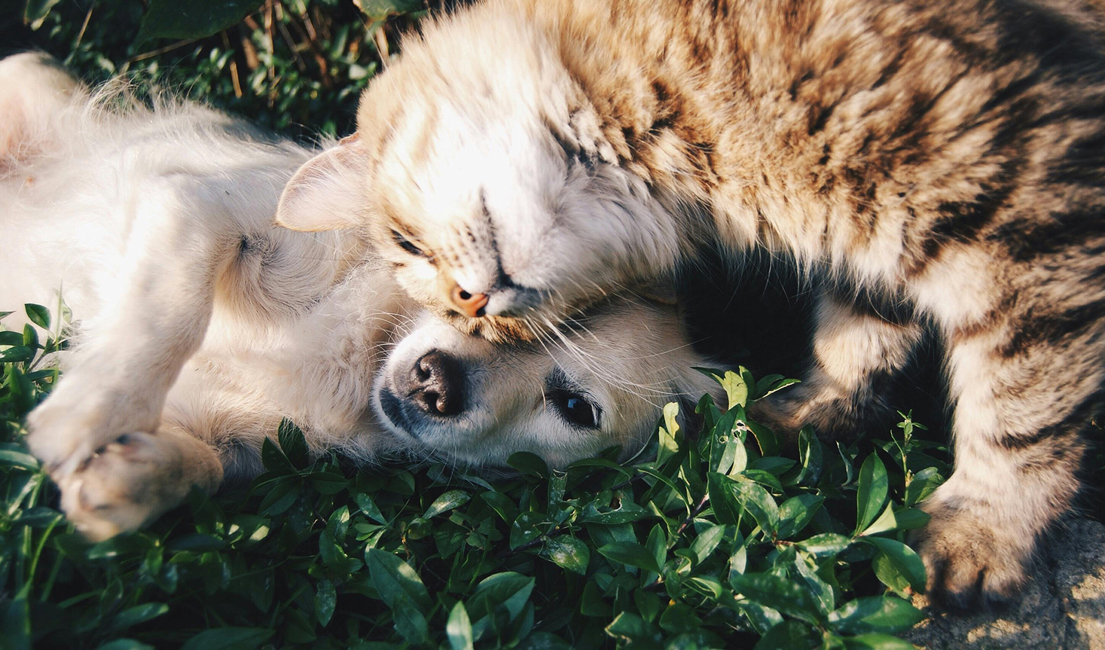 How to Tell If Your Cat Is in Pain: 10 Signs to Look Out For