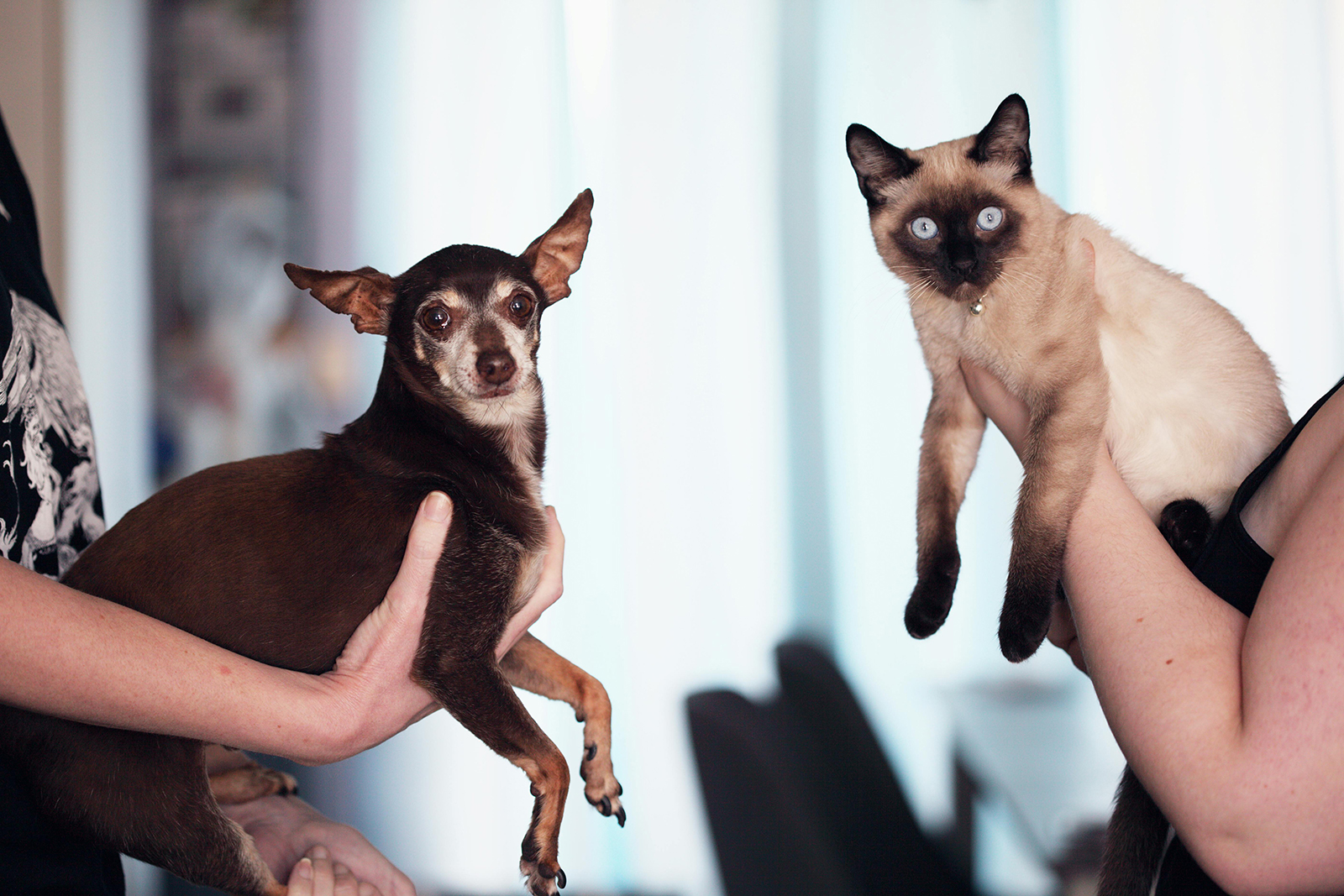 How to Tell If Your Cat Is in Pain: 10 Signs to Look Out For