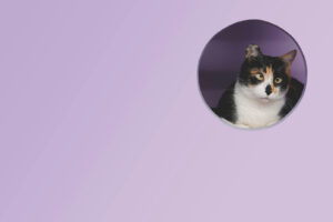 The Different Types of Cat Litter and Their Benefits