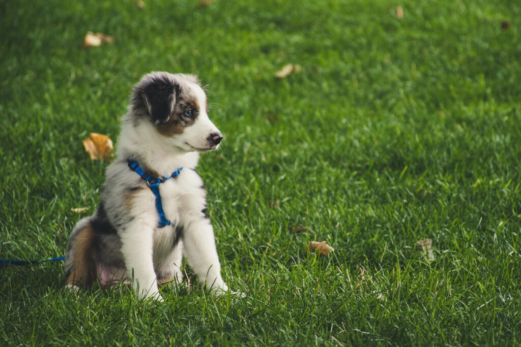 Why Dogs Need to Be Put on a Lead: Ensuring Safety and Responsibility