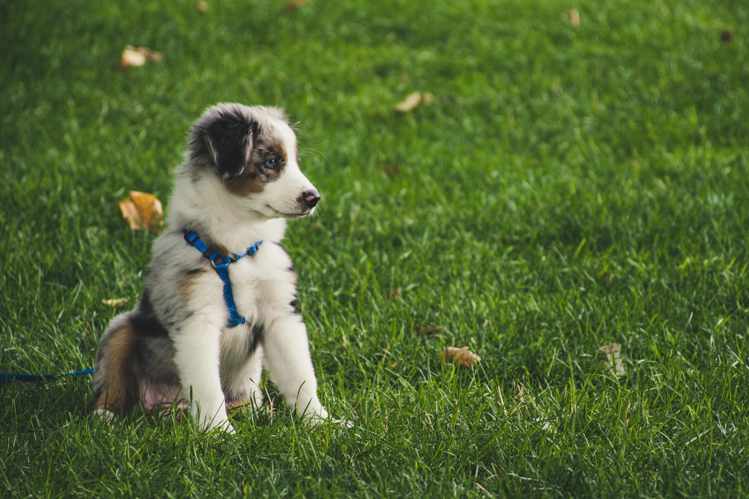 Why Dogs Need to Be Put on a Lead: Ensuring Safety and Responsibility