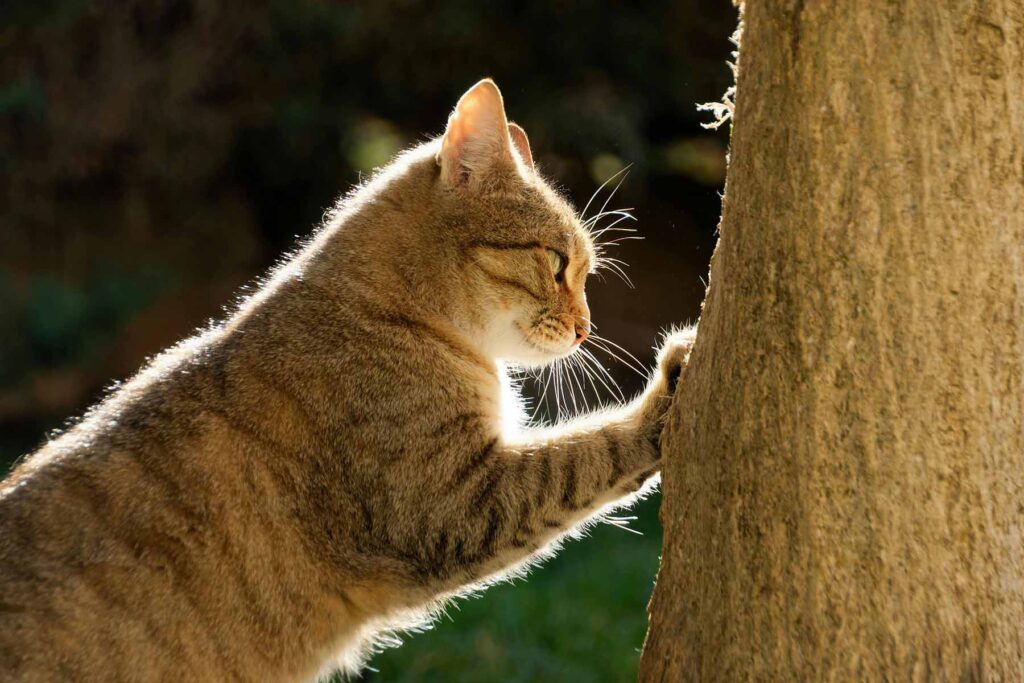 Choosing the Right Cat Scratching Post | Best Scratchers for Cats