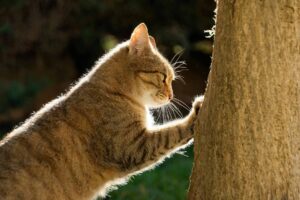 Choosing the Right Cat Scratching Post | Best Scratchers for Cats