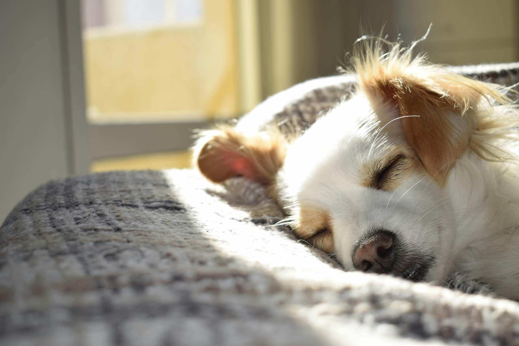 Choosing the Right Dog Bed | Best Dog Beds for Comfort & Support
