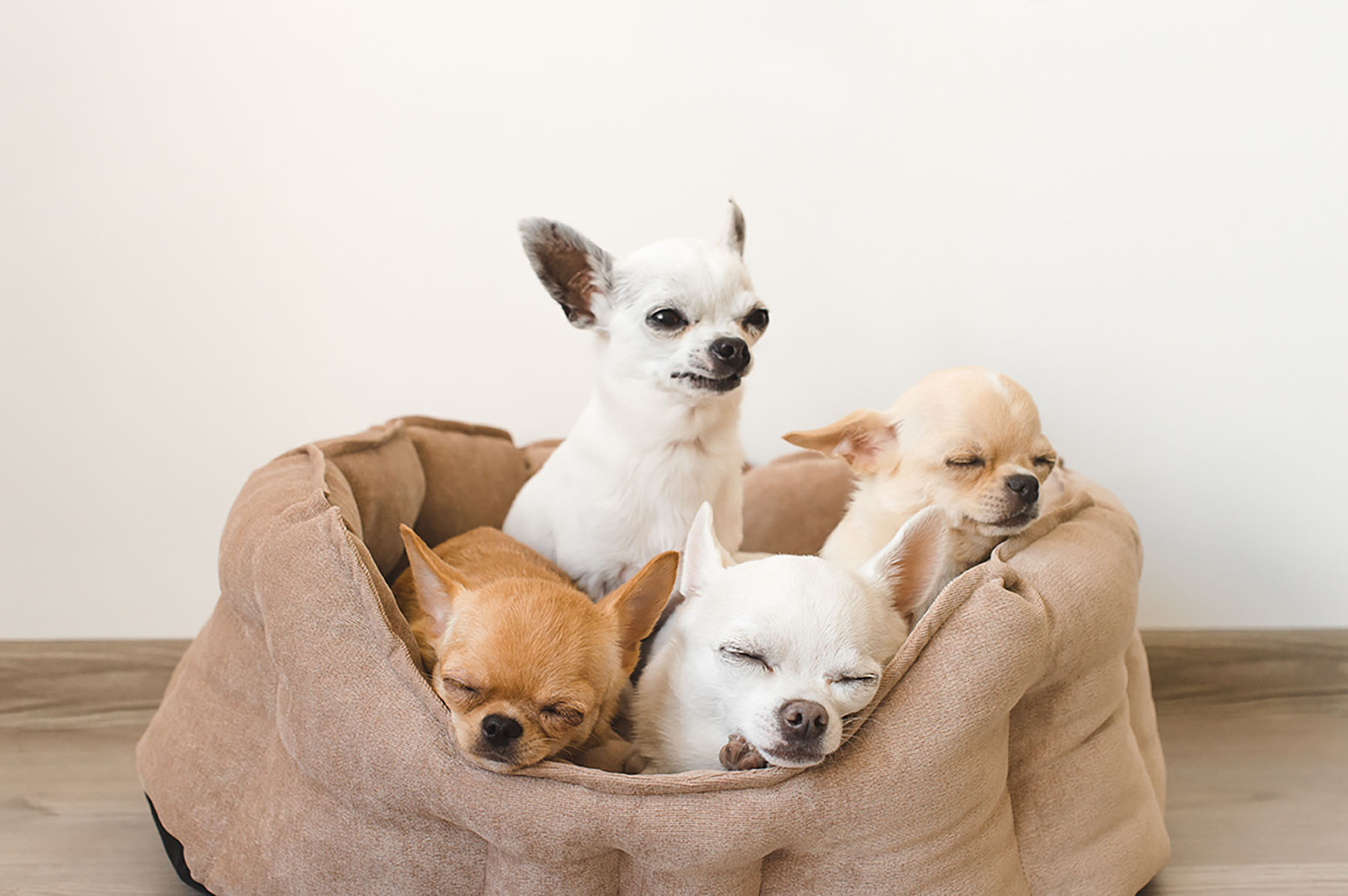 Dog Walking Essentials: Best Leashes, Harnesses & Collars Guide