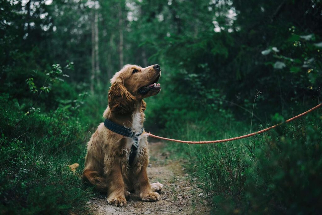Dog Walking Essentials: Best Leashes, Harnesses & Collars Guide