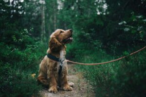 Dog Walking Essentials: Best Leashes, Harnesses & Collars Guide