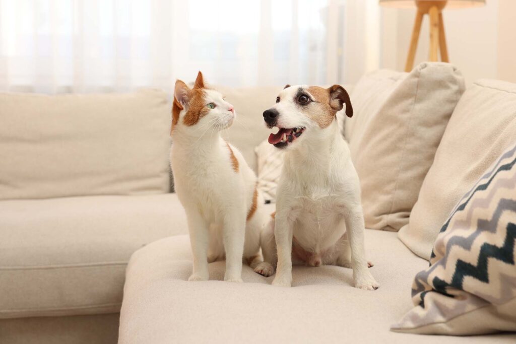 Stainless Steel Pet Products | Durable, Hygienic & Timeless Design