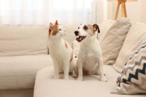 Stainless Steel Pet Products | Durable, Hygienic & Timeless Design